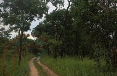 Virgin Farm Land for Sale in Kapiri Mposhi