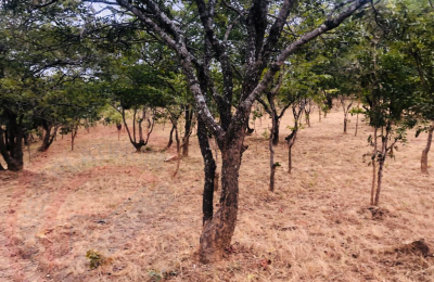 4.7 Acres for sale in Beresford Estate Lilayi – Lusaka