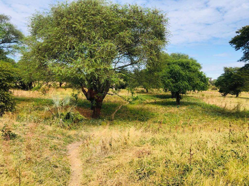 16 Acre Small Holding for sale in Livingstone