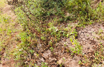 16 Acre Small Holding for sale in Livingstone