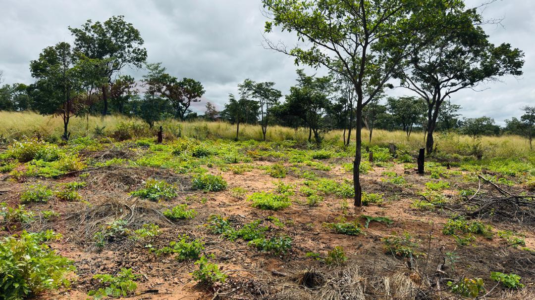 Plots for Sale Along Lusaka Road In Livingstone - Near Toll gate